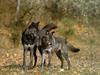 Black Wolves (Canis lupus)