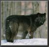 Black Wolf (Canis lupus)