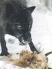 Black Wolf (Canis lupus)