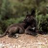 Black Wolf cub (Canis lupus)