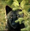 Black Wolf (Canis lupus)