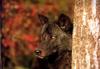 Black Wolf (Canis lupus)