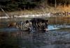 Black Wolves (Canis lupus)