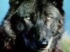 Black Wolf (Canis lupus)