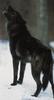 Black Wolf (Canis lupus)
