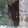 Black Wolf (Canis lupus)