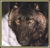 Black Wolf (Canis lupus)