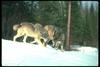 Gray Wolves (Canis lupus)