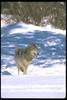 Gray Wolf (Canis lupus)