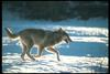 Gray Wolf (Canis lupus)