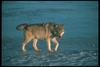 Gray Wolf (Canis lupus)