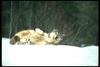 Gray Wolf (Canis lupus)