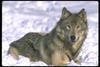Gray Wolf (Canis lupus)