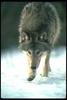 Gray Wolf (Canis lupus)