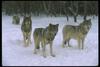 Gray Wolves (Canis lupus)