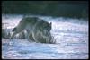 Gray Wolf (Canis lupus)