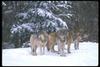 Gray Wolves (Canis lupus)