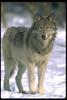 Gray Wolf (Canis lupus)