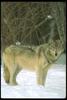 Gray Wolf (Canis lupus)