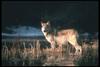 Gray Wolf (Canis lupus)