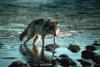 Gray Wolf (Canis lupus)