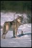 Gray Wolf (Canis lupus)