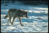 Gray Wolf (Canis lupus)