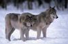 Gray Wolves (Canis lupus)