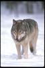 Gray Wolves (Canis lupus)