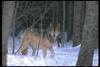 Gray Wolf (Canis lupus)