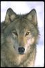 Gray Wolf (Canis lupus)