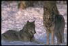 Gray Wolves (Canis lupus)