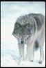 Gray Wolf (Canis lupus)
