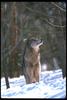Gray Wolf (Canis lupus)