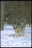 Gray Wolves (Canis lupus)