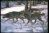 Gray Wolves (Canis lupus)