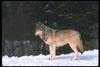 Gray Wolf (Canis lupus)