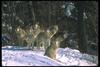 Gray Wolves (Canis lupus)