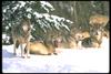 Gray Wolves (Canis lupus)