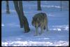 Gray Wolf (Canis lupus)