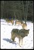 Gray Wolves (Canis lupus)