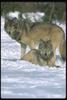 Gray Wolves (Canis lupus)