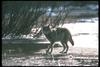 Gray Wolf (Canis lupus)