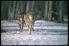 Gray Wolf (Canis lupus)