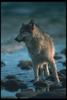 Gray Wolf (Canis lupus)