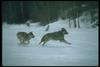 Gray Wolves (Canis lupus)