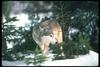 Gray Wolf (Canis lupus)