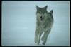 Gray Wolf (Canis lupus)
