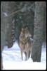 Gray Wolf (Canis lupus)