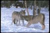 Gray Wolves (Canis lupus)